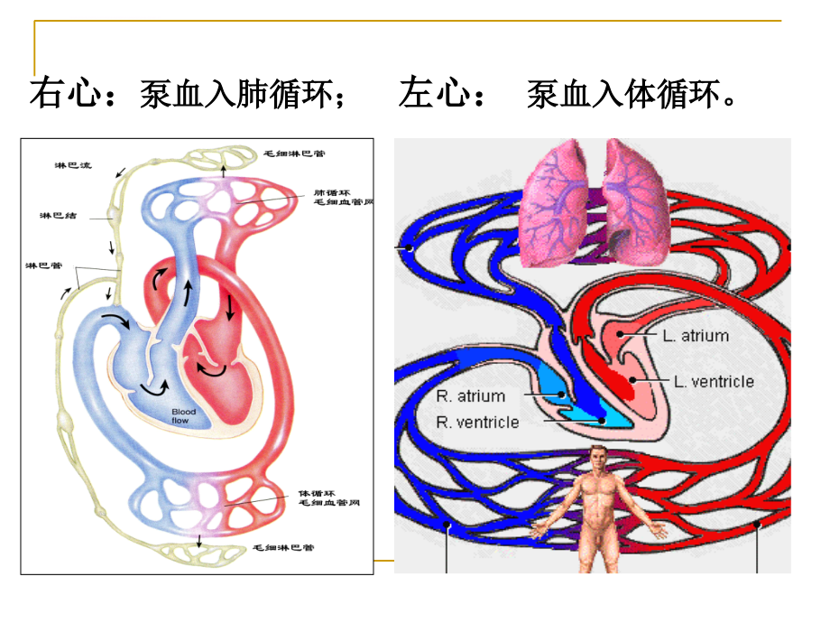 心脏血管生理课件_第4页