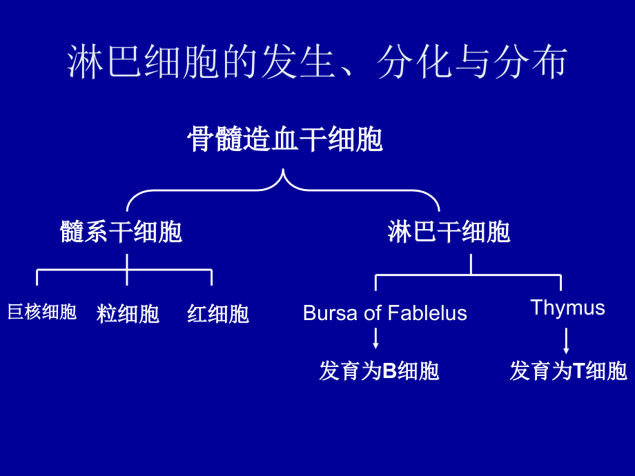 恶性淋巴瘤治疗进展2008.07_第2页