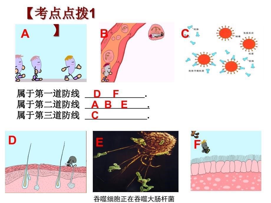 免疫幻灯片要_第5页