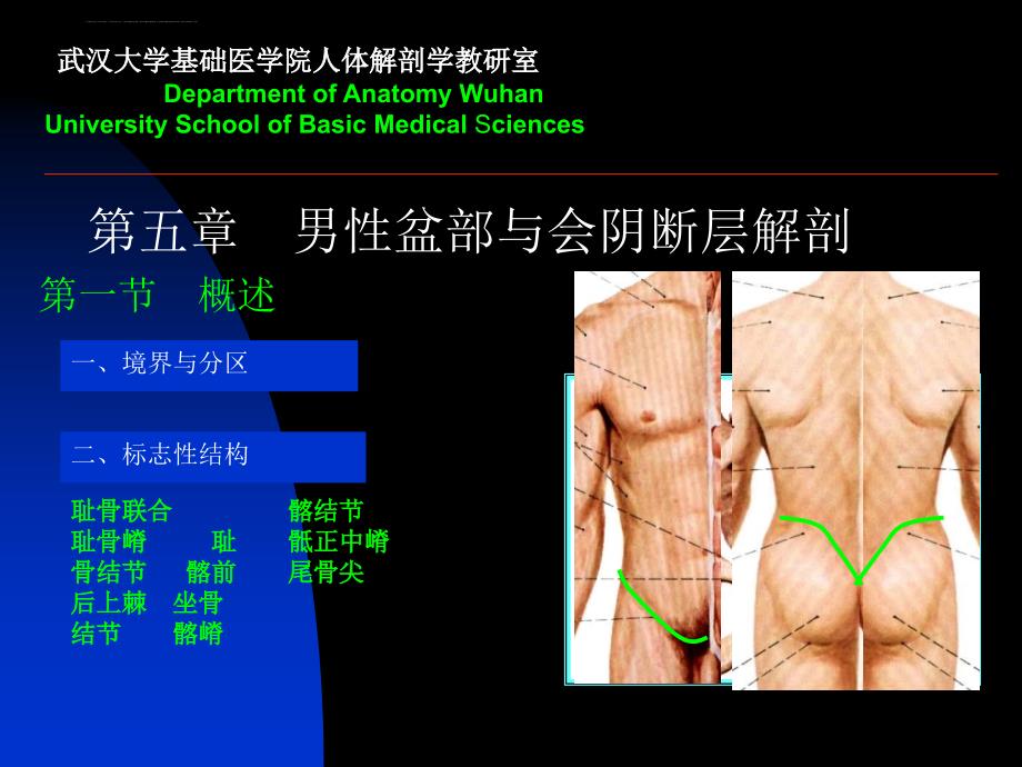 断层解剖学幻灯片6盆部与会阴--男性(上)_第1页