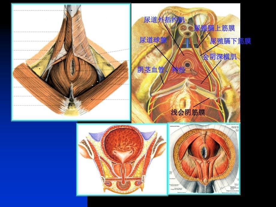 断层解剖学幻灯片6盆部与会阴--男性(上)_第5页