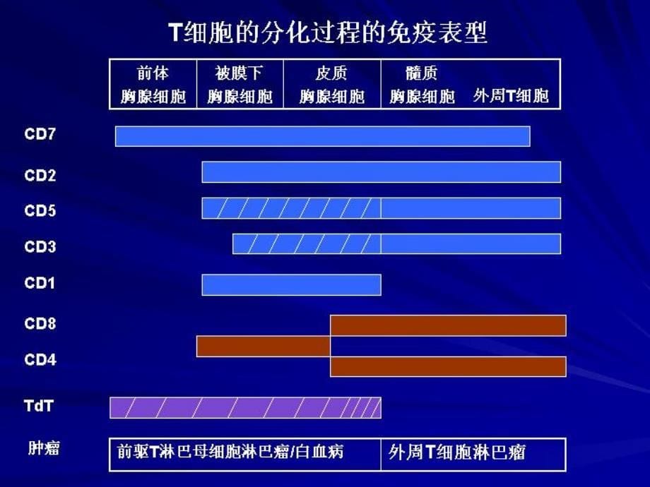 nkt细胞淋巴瘤课件_第5页