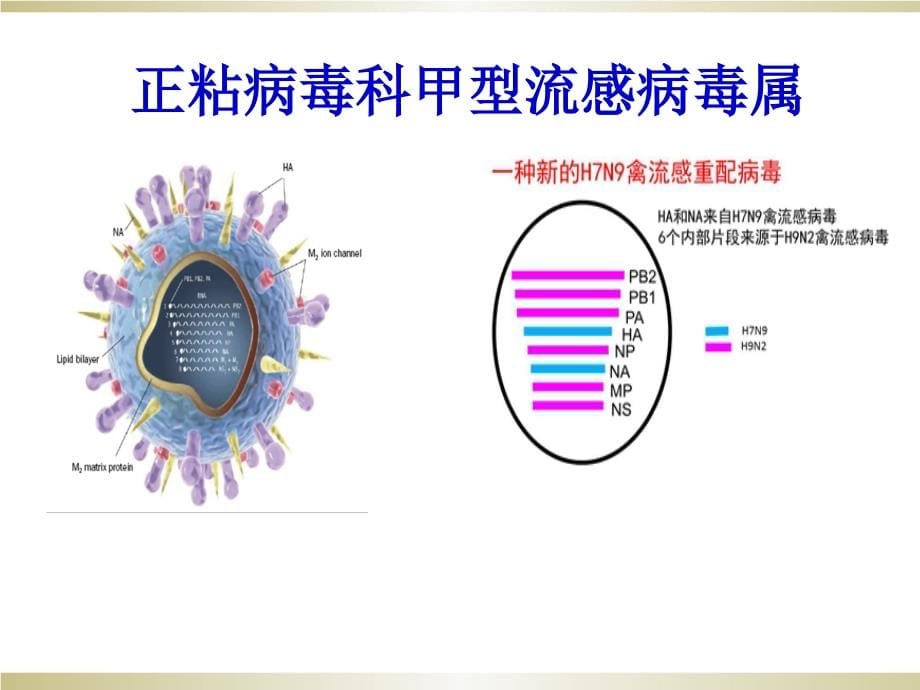 2017年深圳市中医院人感染h7n9禽流感诊疗与防控课件_第5页