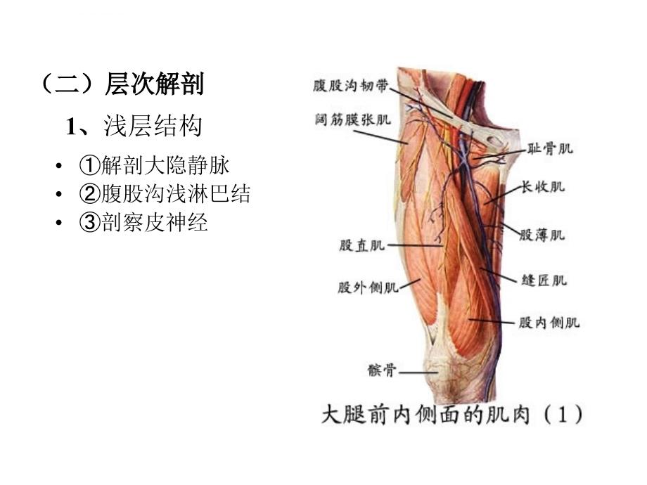 局部解剖学幻灯片之-下-肢_第2页