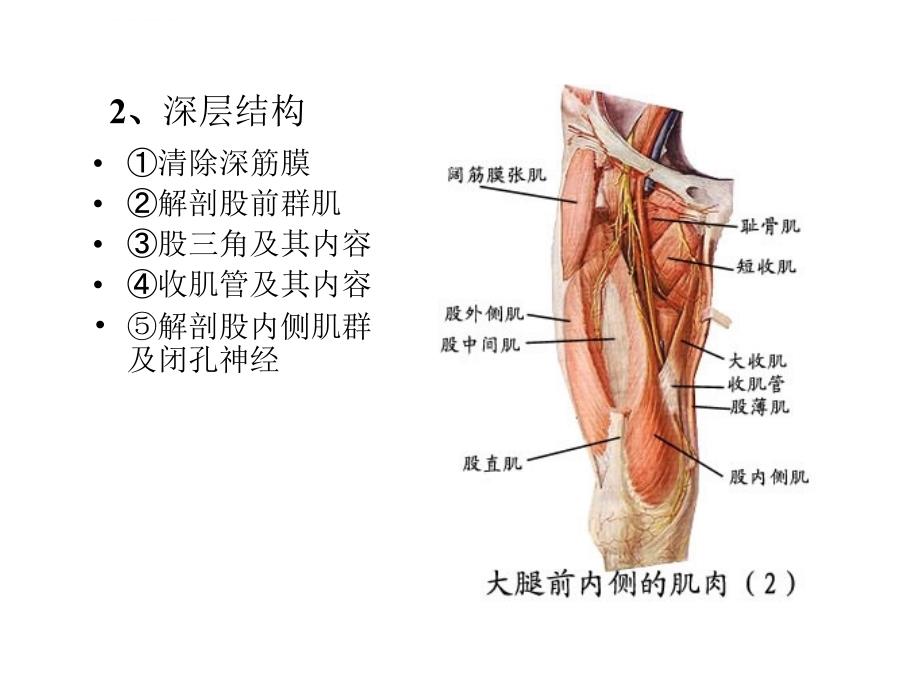 局部解剖学幻灯片之-下-肢_第3页
