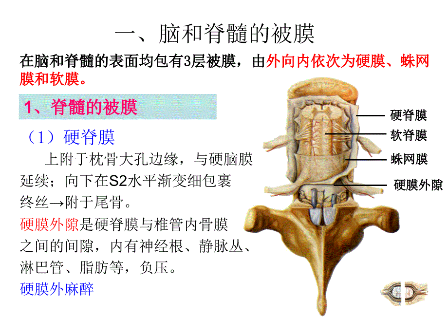 脑脊液血管被膜_第3页