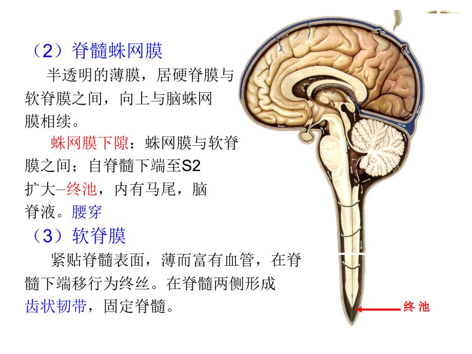 脑脊液血管被膜_第4页