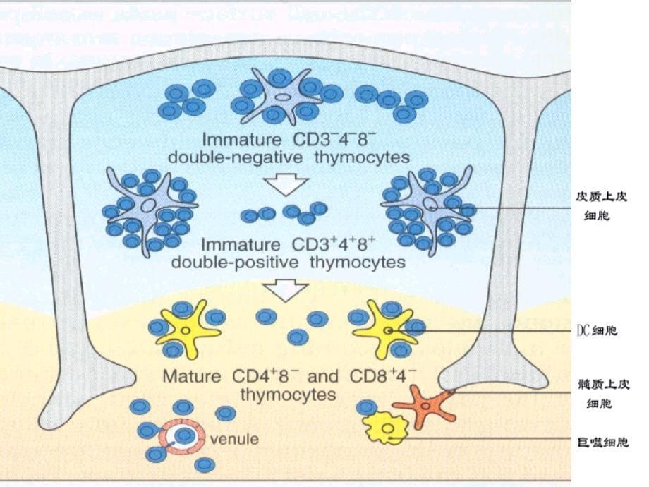 免疫学课件-第六章-白细胞分化抗原与粘附分子_第5页