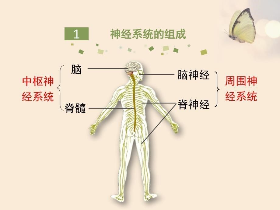 北师大版生物七年级下册12.1《神经系统与神经调节》第1课时课件_第5页