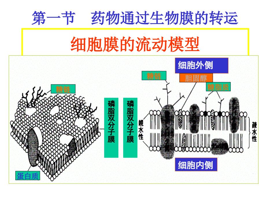 临床药物代谢动力学----第2章课件_第4页