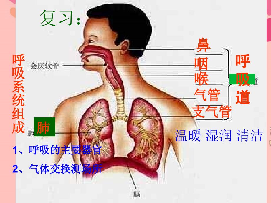 发生在肺内的气体交换课件新人教版_第1页