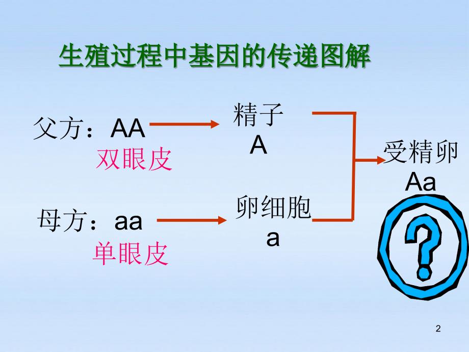 基因的显性和隐性幻灯片人教新课标版_第2页