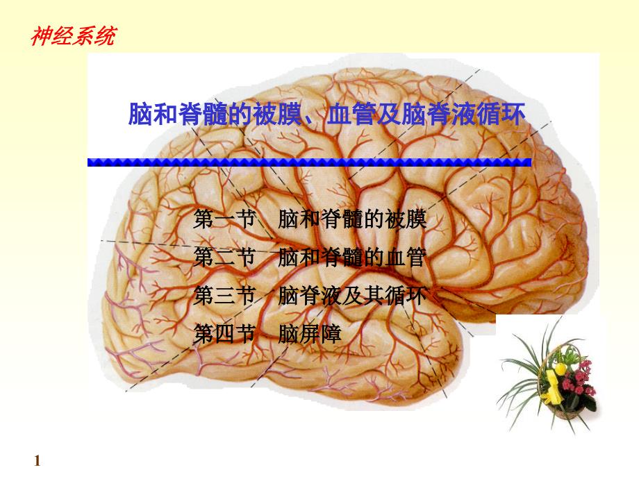 被膜血管脑脊液循环_第1页