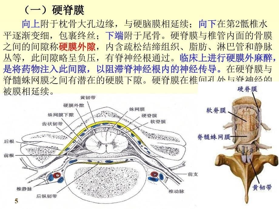 被膜血管脑脊液循环_第5页