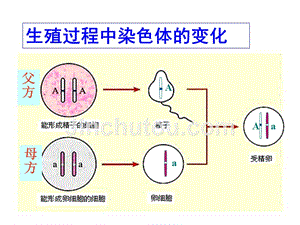 新人教版---第三节--基因的显性和隐性课件