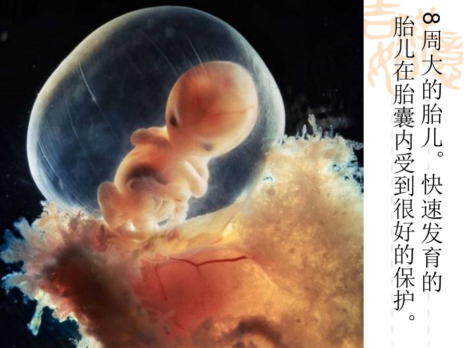 子宫内胎儿的发育图片和人流的危害课件_第3页