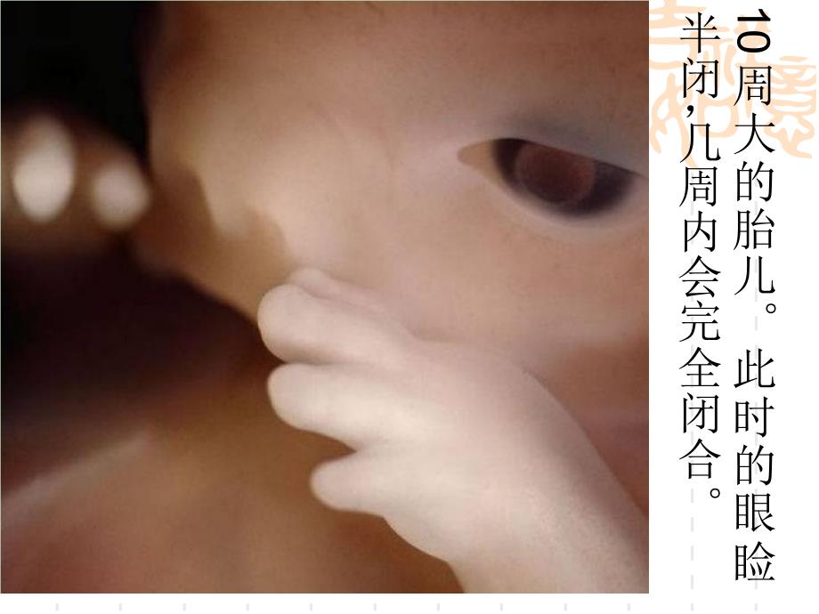 子宫内胎儿的发育图片和人流的危害课件_第4页