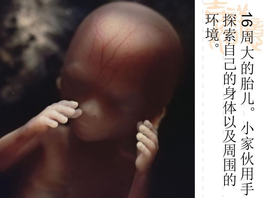 子宫内胎儿的发育图片和人流的危害课件_第5页