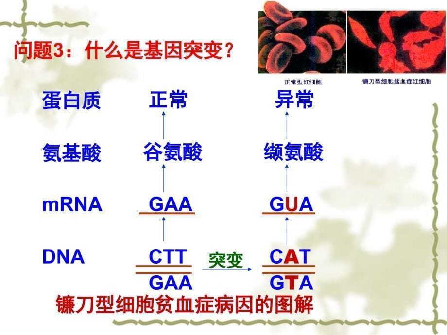 基因突变和基因重组、染色体变异一轮复习幻灯片(自己整理)模板_第5页