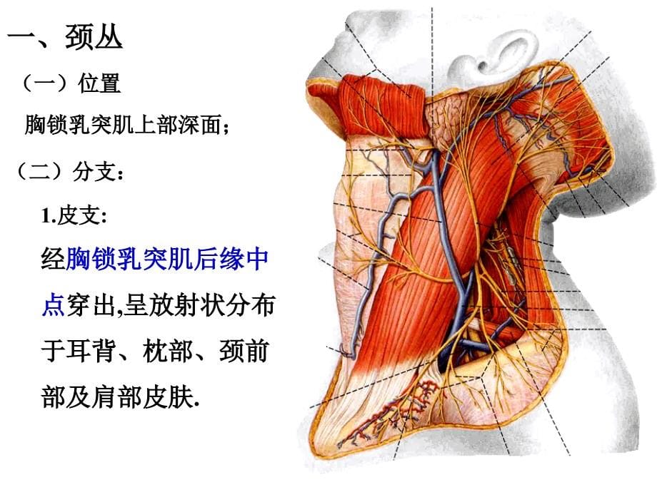 周围神经系统 (2)课件_第5页