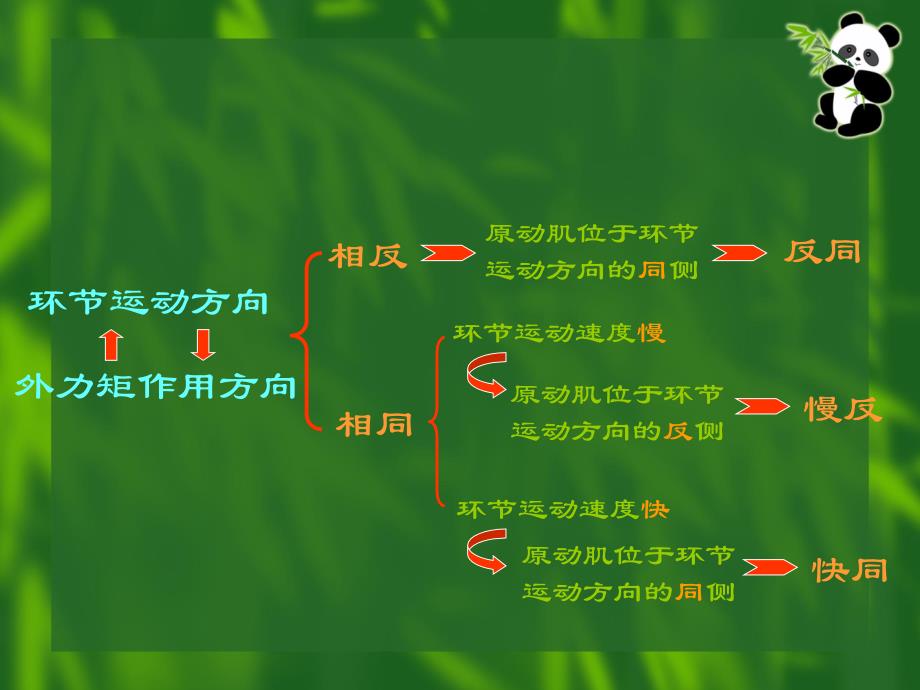 体育动作解剖学分析课件_第4页