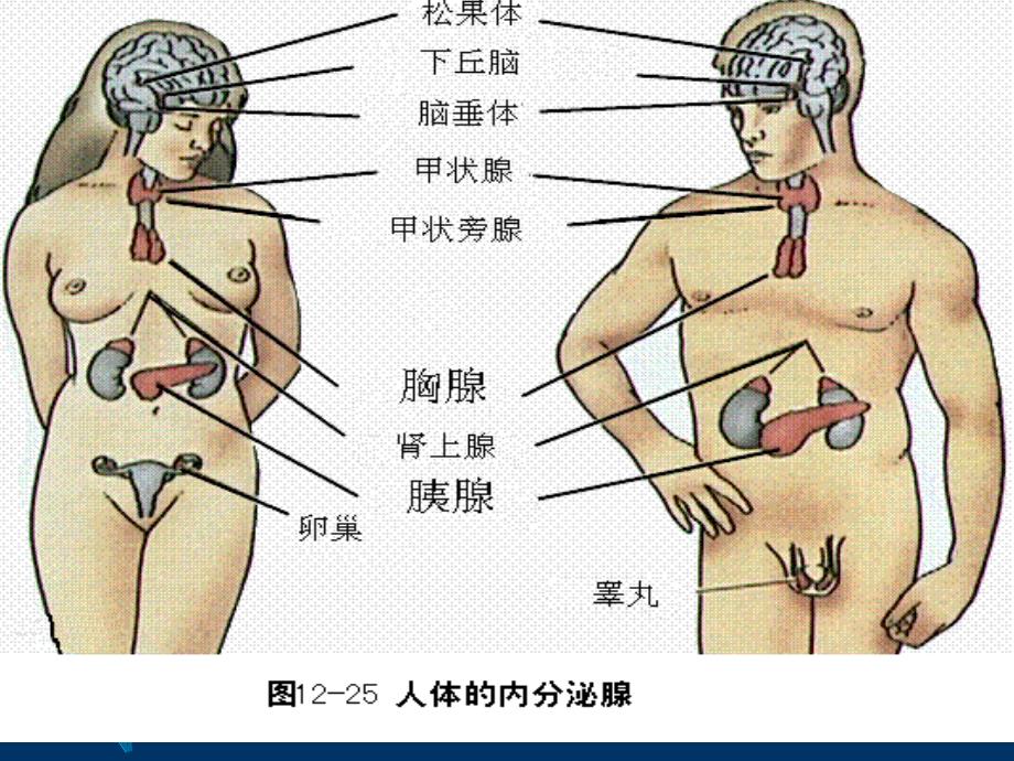 内分泌系统结构和功能课件_第4页