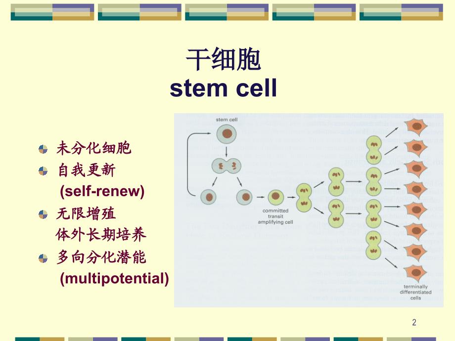 干细胞和干细胞治疗课件_第2页