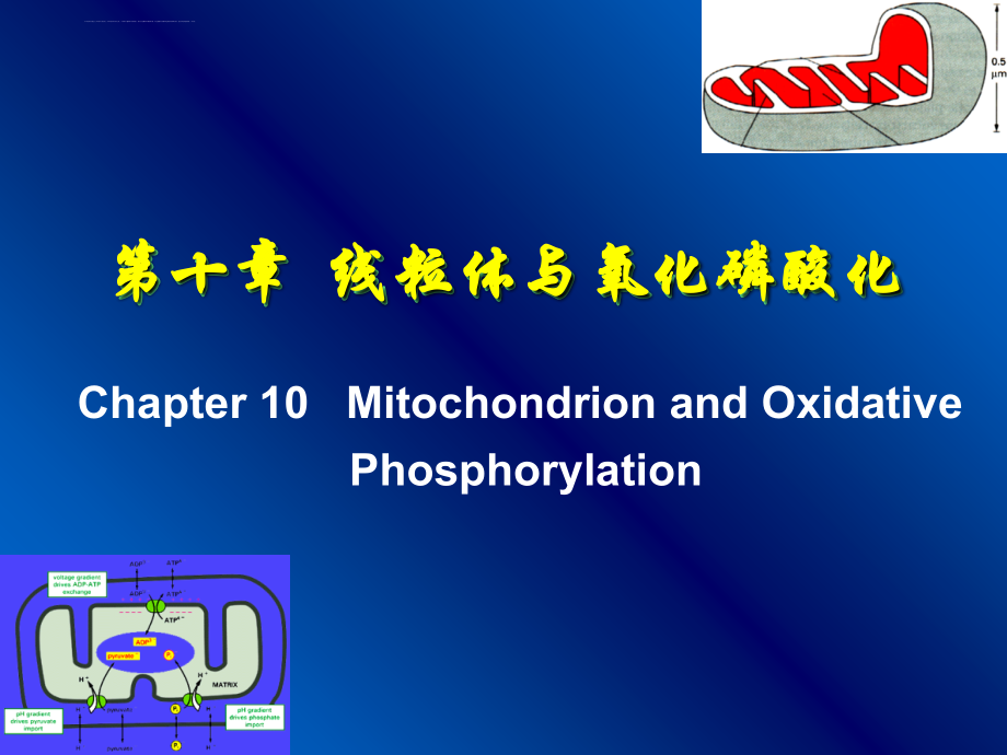 中国海洋大学细胞生物幻灯片10线粒体_第3页