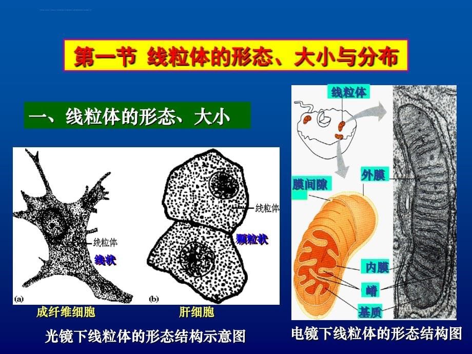 中国海洋大学细胞生物幻灯片10线粒体_第5页