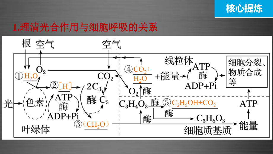 【步步高】2016版高考生物大二轮总复习-增分策略-专题二7“共同担当”的光合作用与细胞呼吸幻灯片_第4页