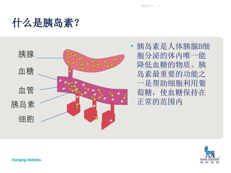 胰岛素基础知识培训_第5页