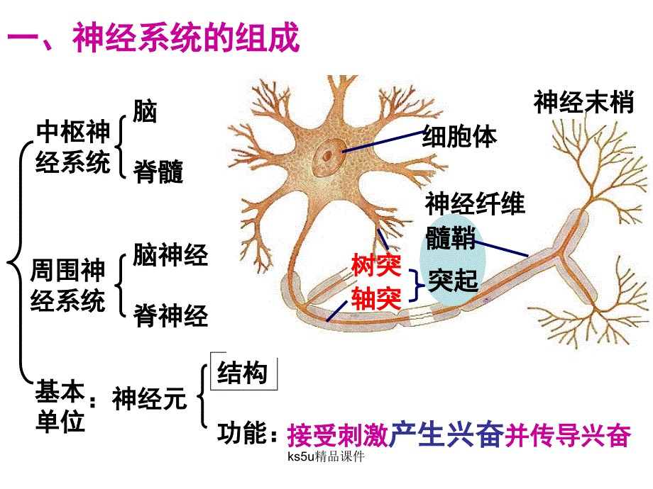 反射活动的基本原理课件_第2页