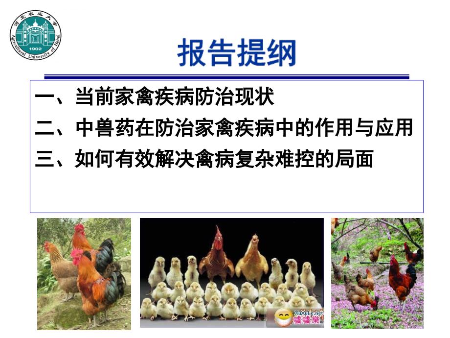 中兽药在家禽病毒病防治中的应用课件_第3页