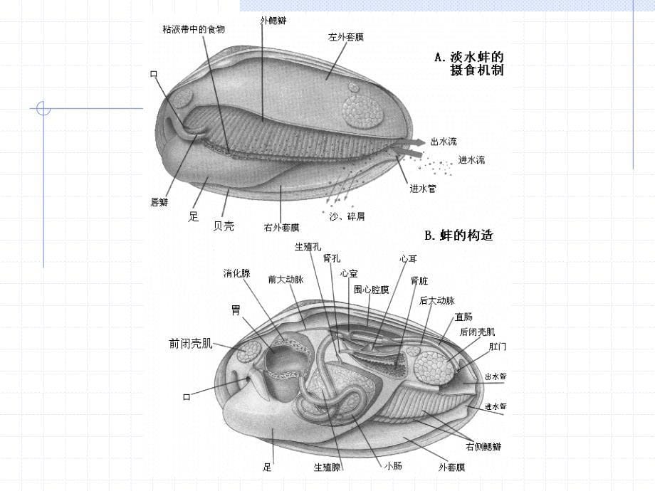 (ppt)见种类的解剖观察,学习相关动物类群的结构特点和进步性_第5页