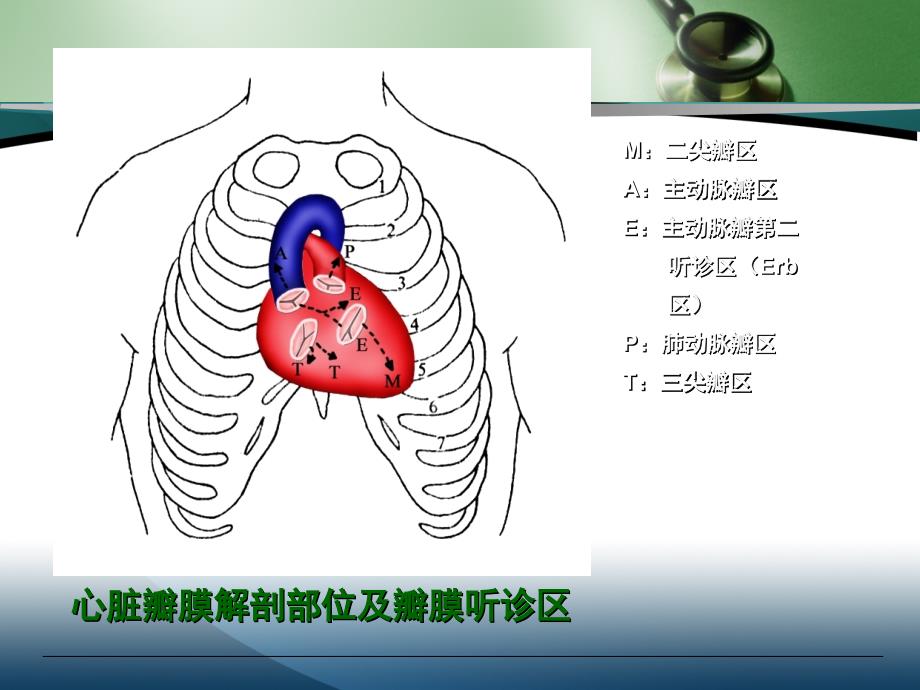 诊断学基础——心脏检查-_第3页