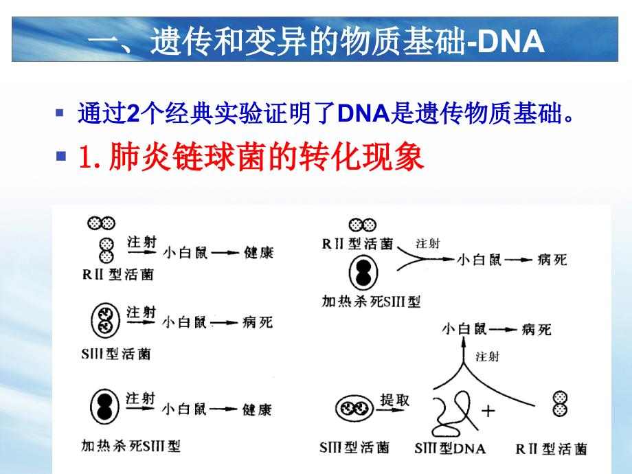 微生物的遗传和变异_3课件_第4页