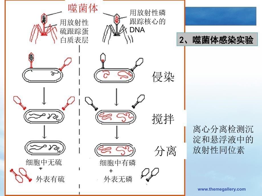 微生物的遗传和变异_3课件_第5页