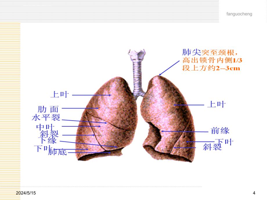 人体与亚健康(共10节-第2节-呼吸与健康)课件_第4页