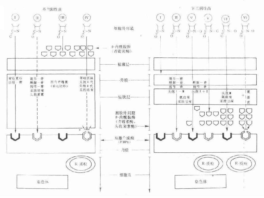 b-内酰胺酶抗生素课件_第5页