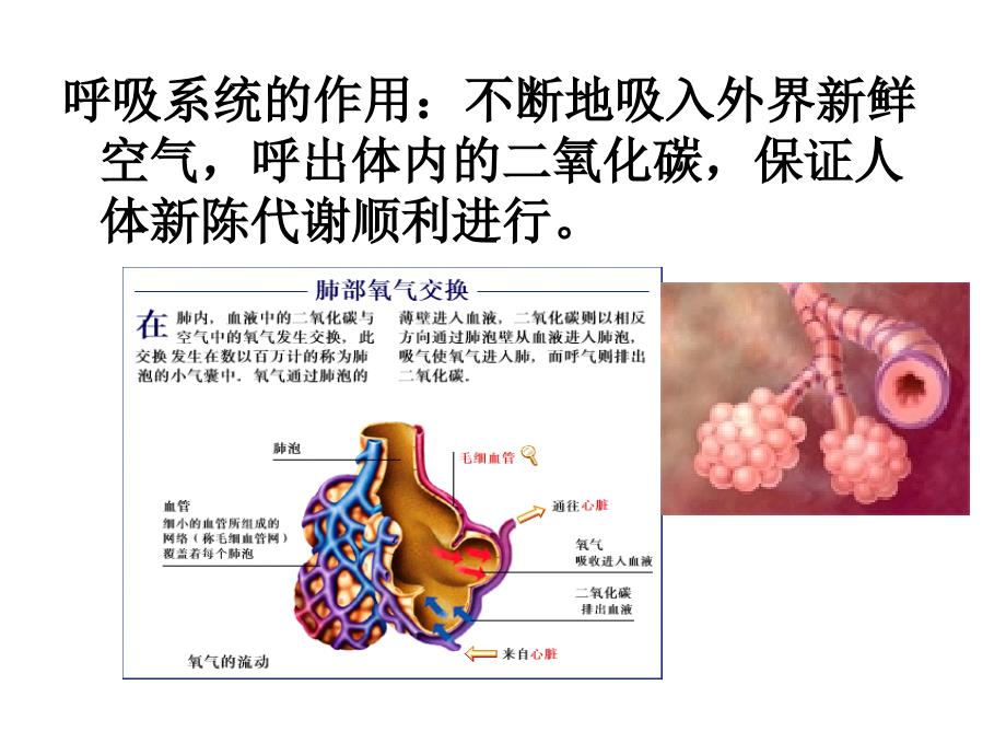 八大系统的快速调理--李俞敬课件_第4页