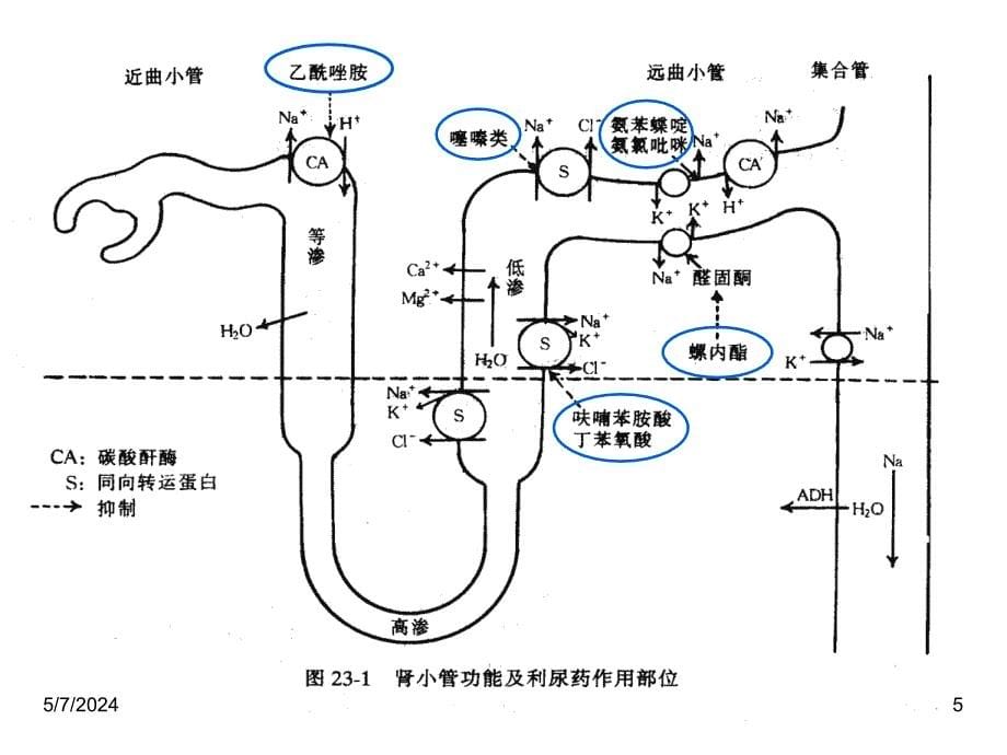 利尿药及脱水药_11课件_第5页