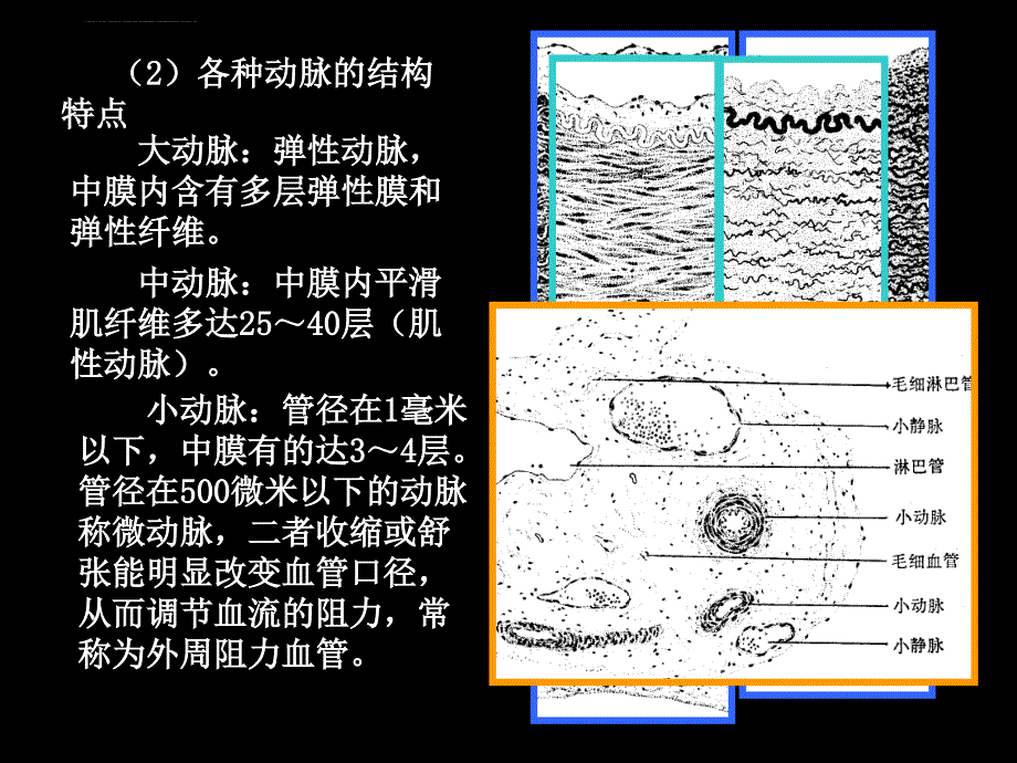 人体解剖生理学幻灯片_第1页