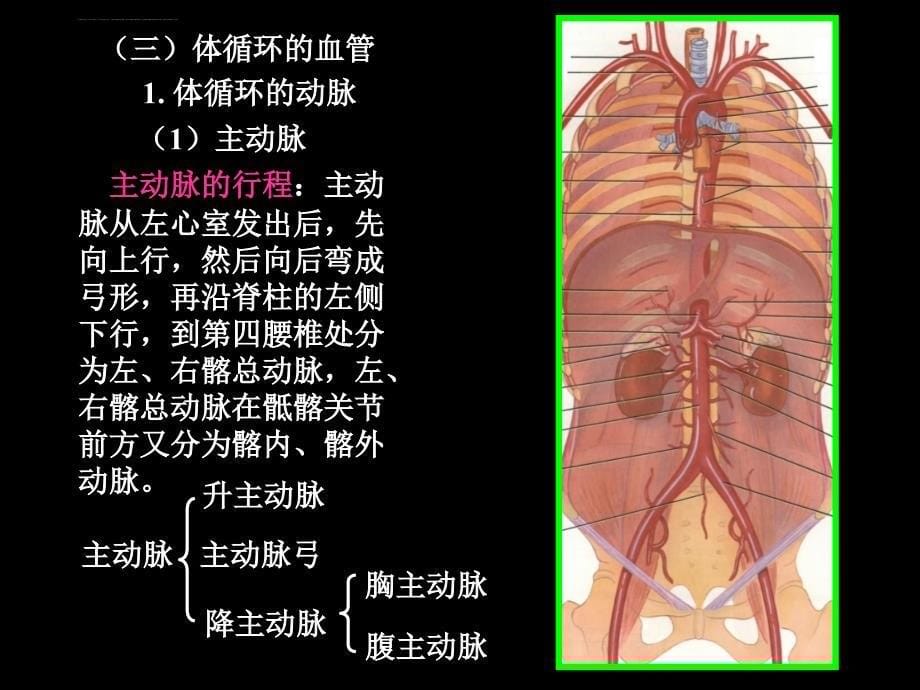 人体解剖生理学幻灯片_第5页