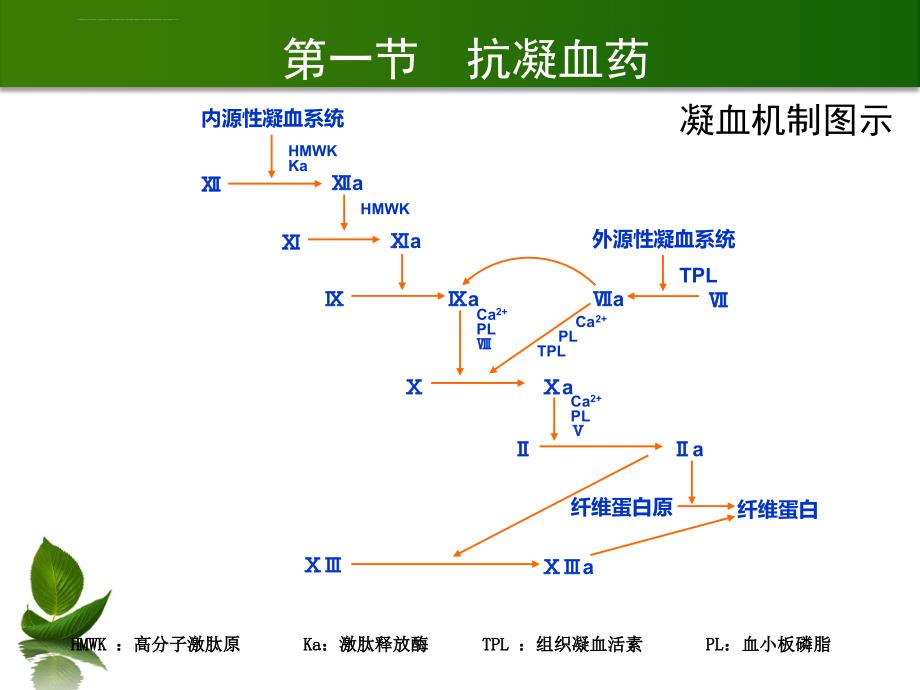 作用于血液及造血器官的药物_4课件_第4页