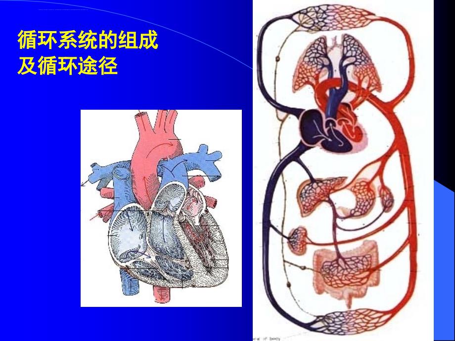 心脏瓣膜病1课件_第3页