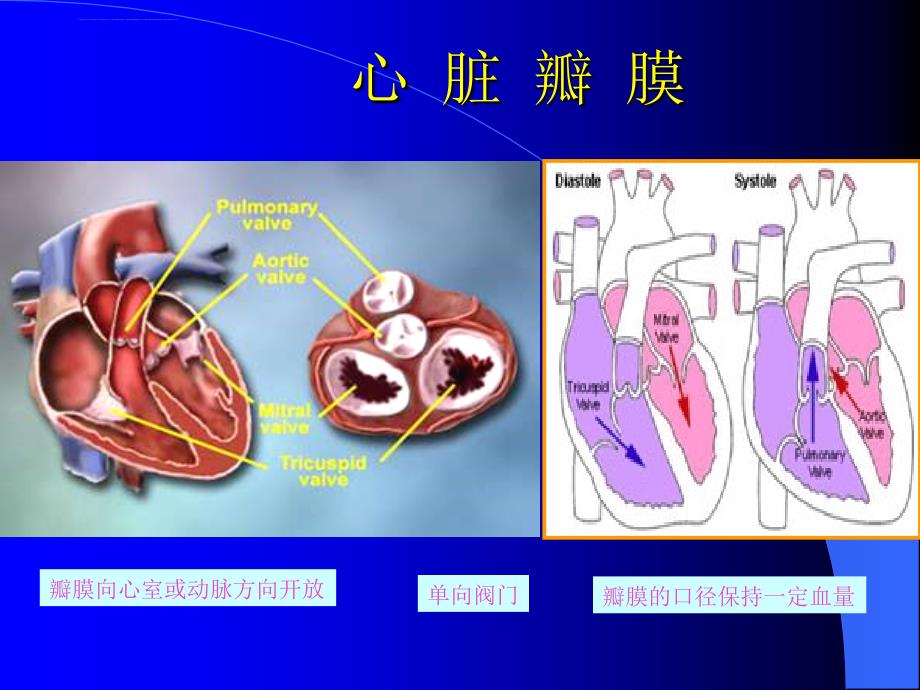 心脏瓣膜病1课件_第4页