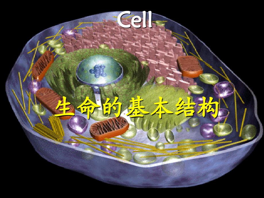 中医药大学人体解剖生理学幻灯片jc整理-第二章-人体的基本组成_第3页