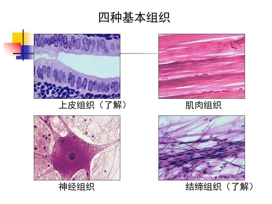 中医药大学人体解剖生理学幻灯片jc整理-第二章-人体的基本组成_第5页