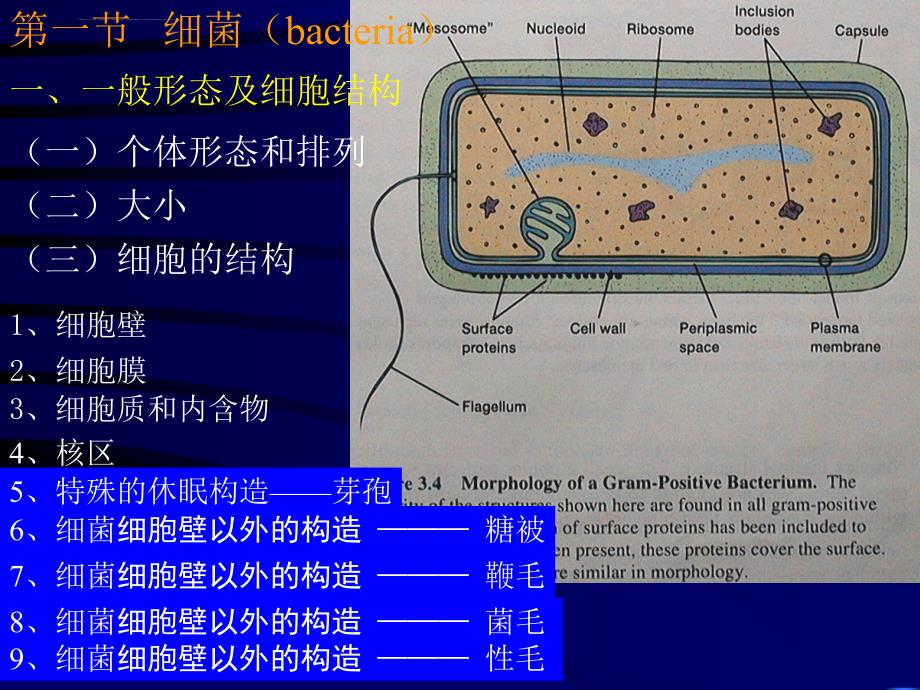 原核微生物的形态、结构和功能课件_第1页