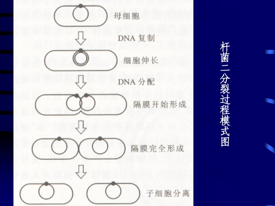 原核微生物的形态、结构和功能课件_第3页